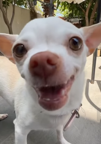 Niki