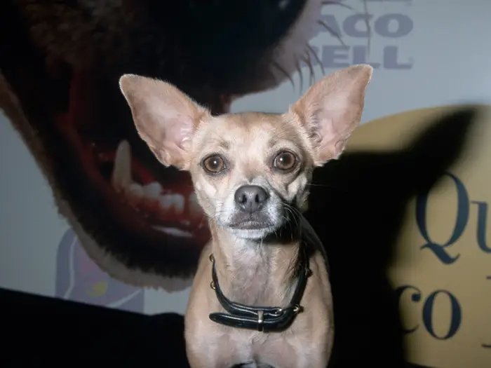 Taco Bell Dog