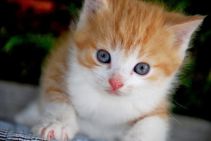 gatito kawaii