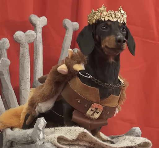 Ned Stark (Crusoe the Dachshund)