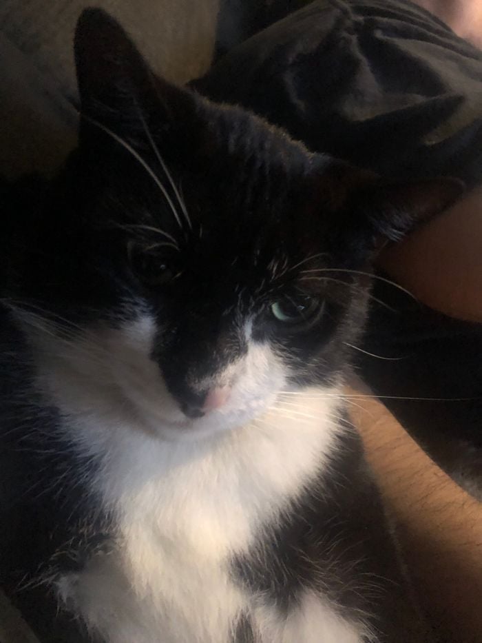 Mittens Voice