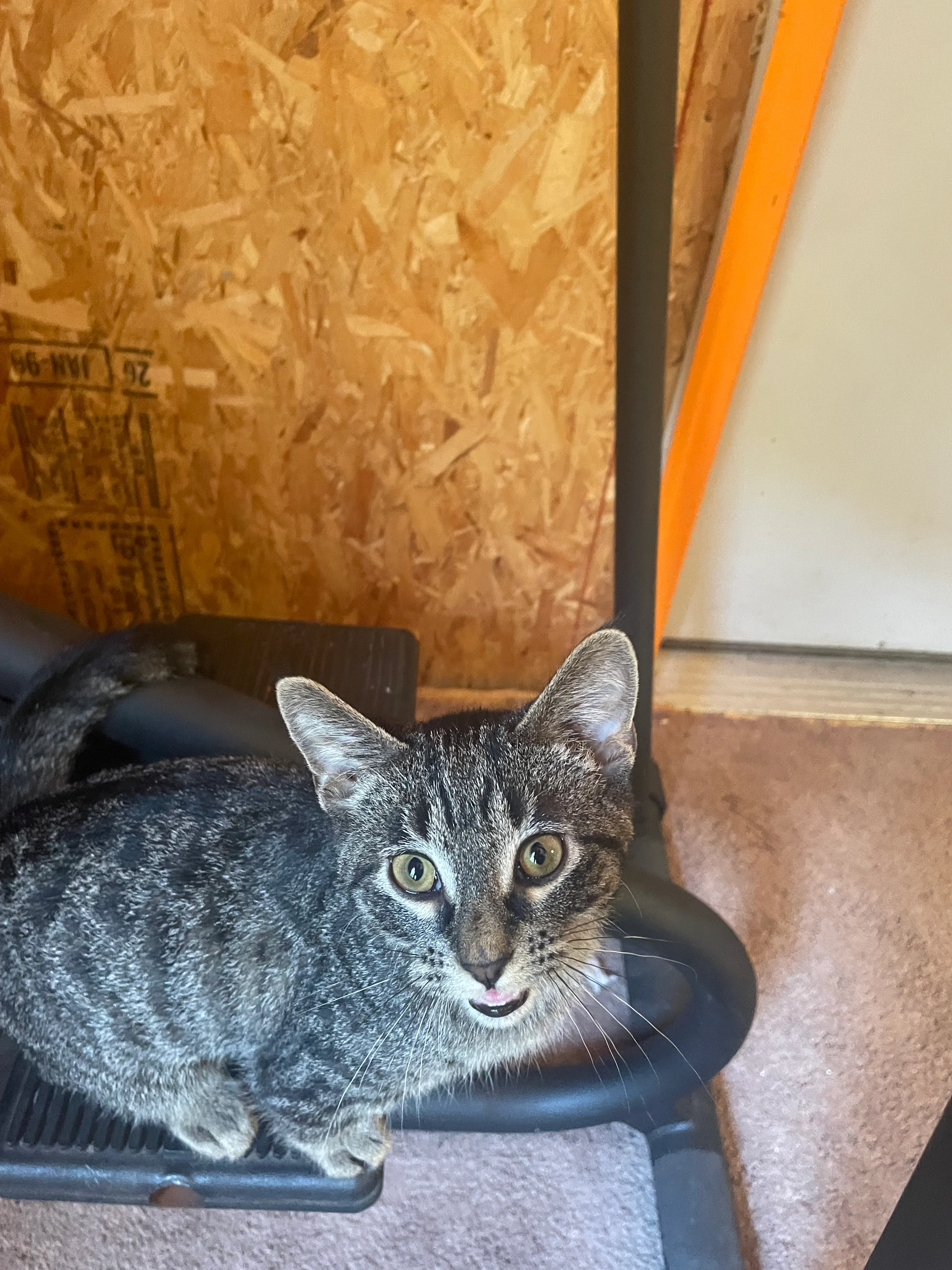 Gravy the cat