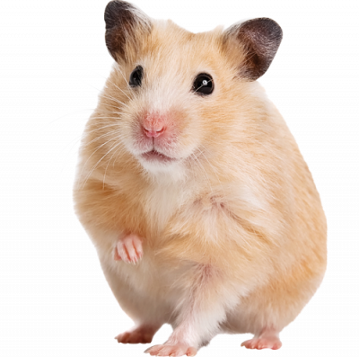 Hamster