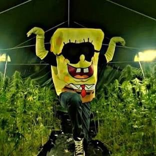 Spongebozz