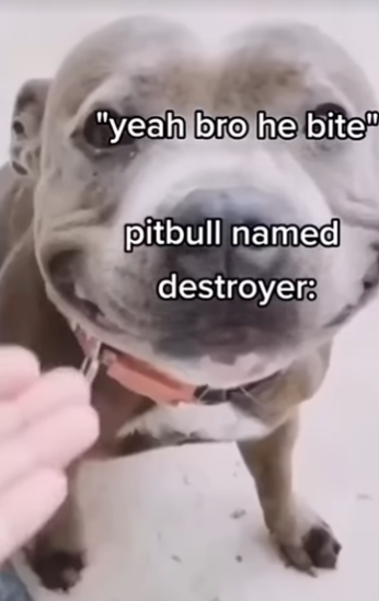 bs