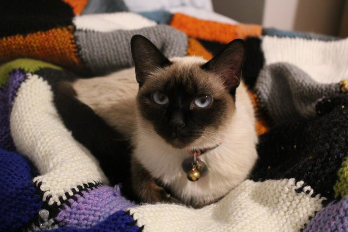 My Siamese Cat - Mari