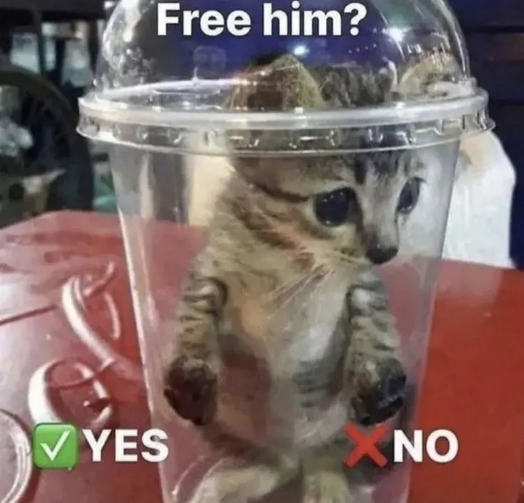 E-kitten