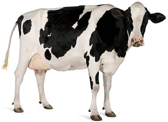 cow
