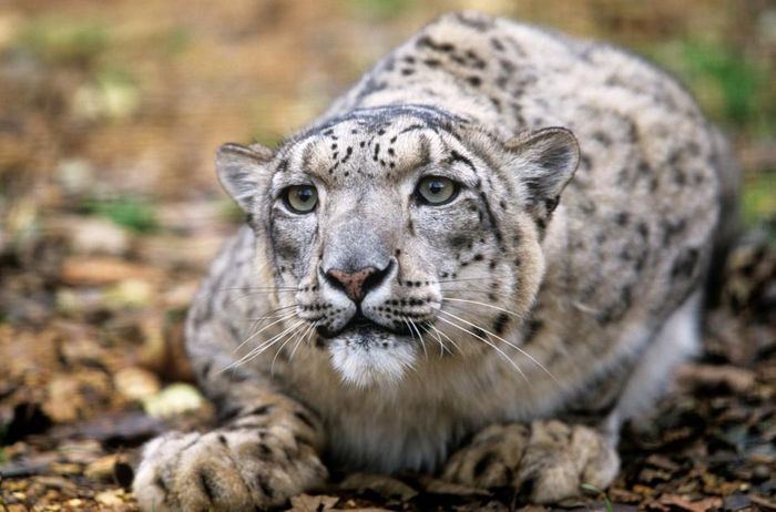 Snow leopard growl
