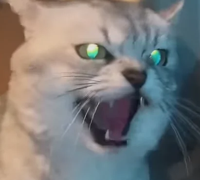 Deksy the Cat