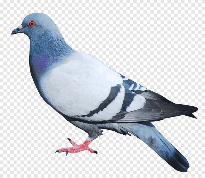 Paloma (pigeon)