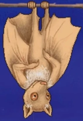 Stellaluna (Stellaluna; Venetta Barzakov)