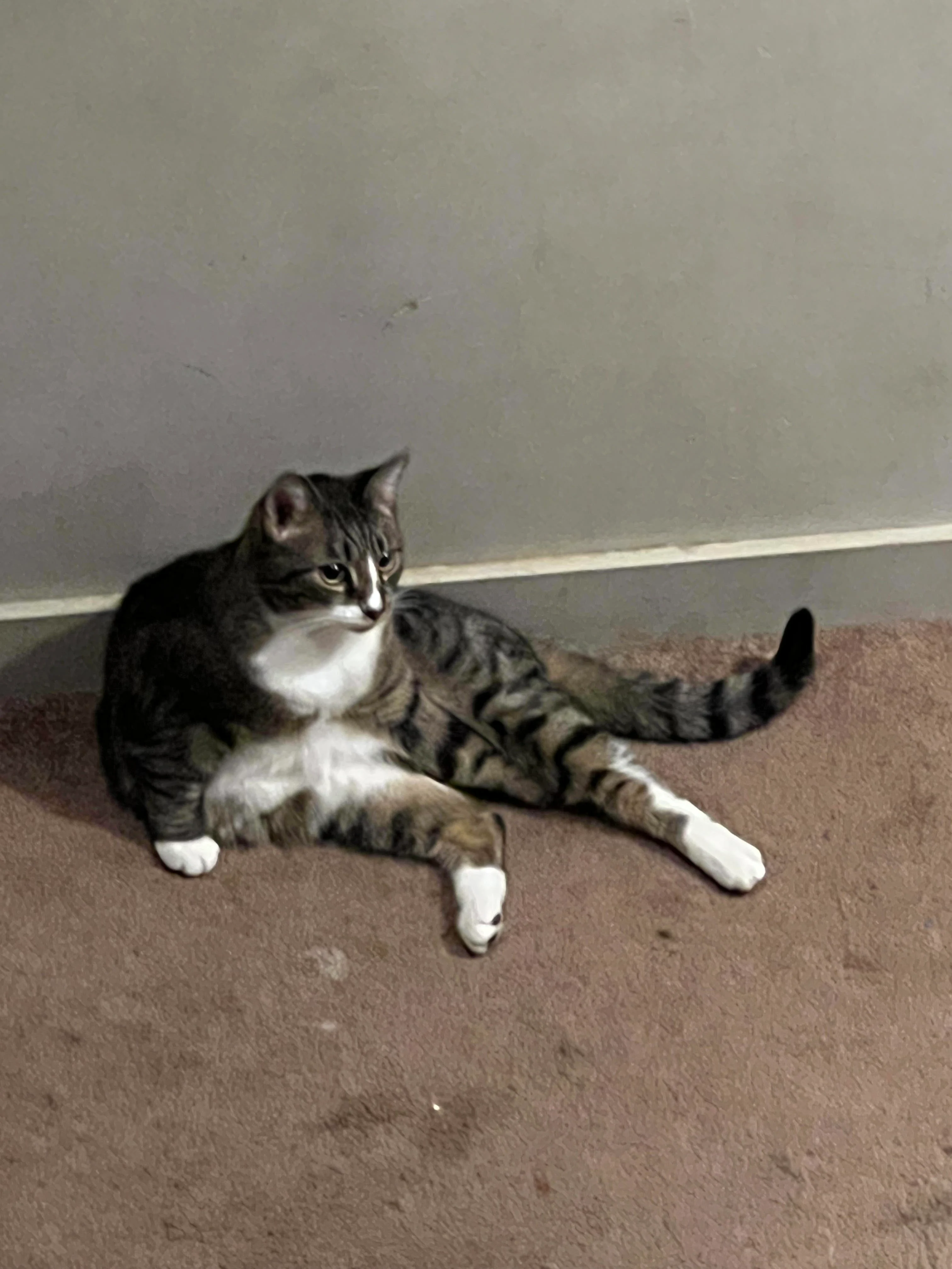 daisy my cat