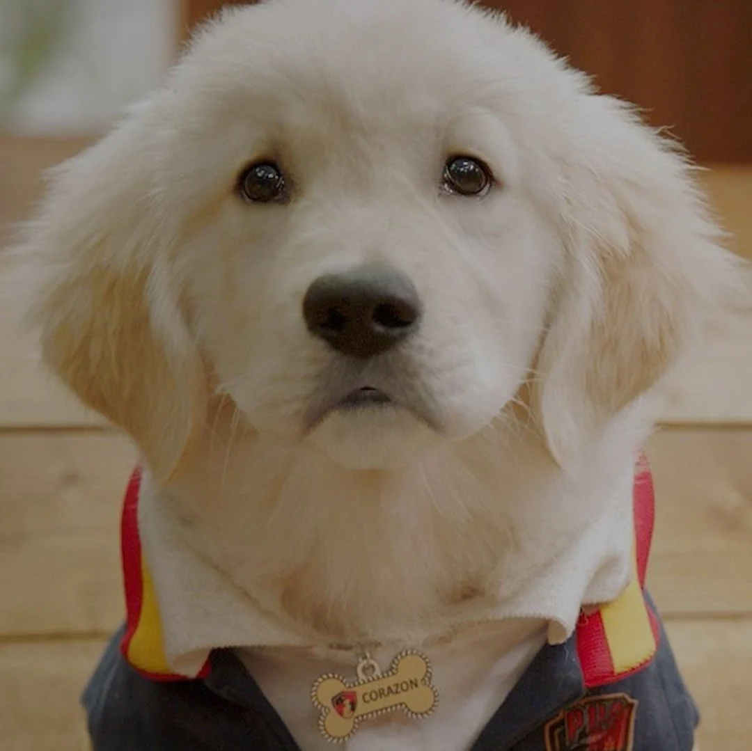 Pup Academy Corazon (Chance "Chaehyun" Hurstfield)