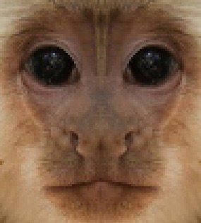 elliot