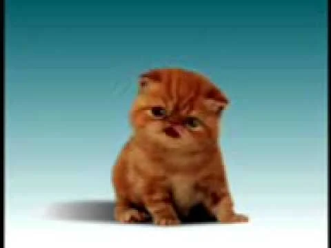 Gatto Piero (Italian charachter of a video on YouTube)
