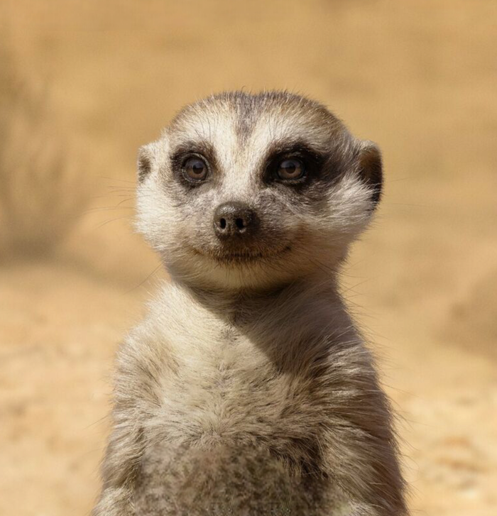 Timon (The Lion King) (2019)