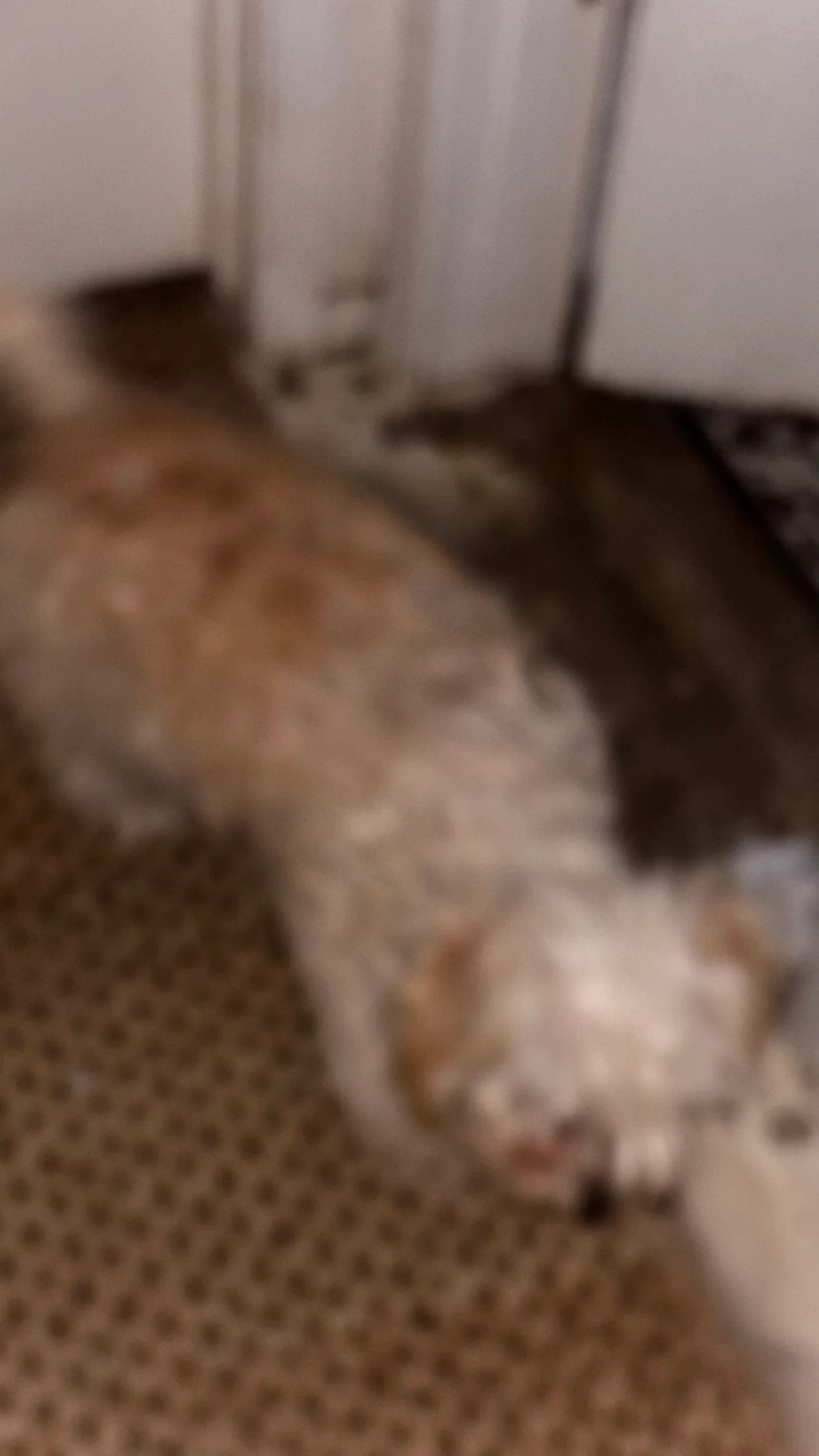 My dumb dog
