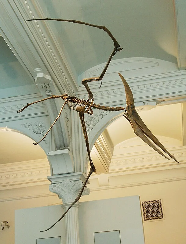 Sound - Pteranodon - Short - Low - Call