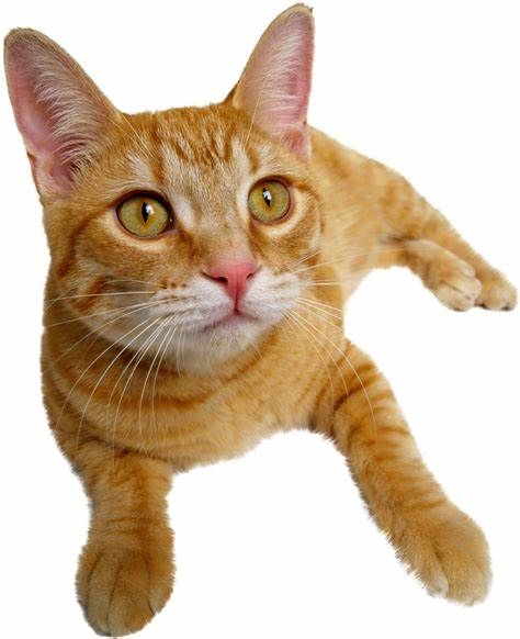 Cat (it goes meow)