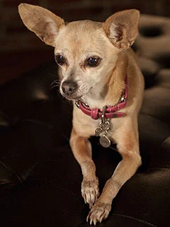Taco Bell Dog