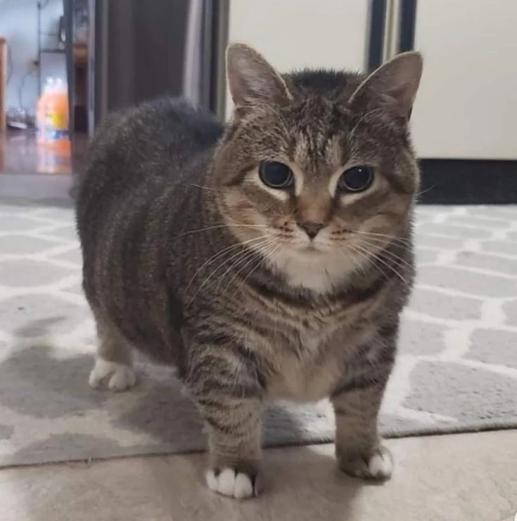 Oiia oiia cat 