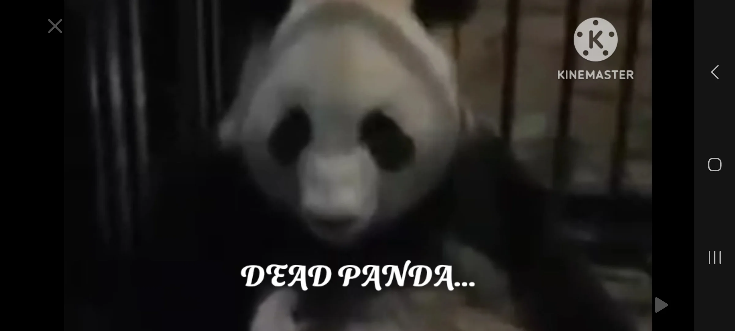 Dead Panda