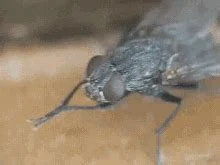 Mosquito