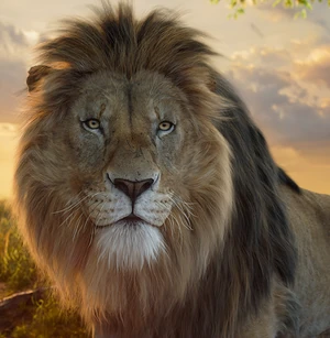 Osabi lion king