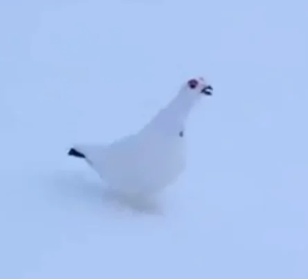 Awebo bird