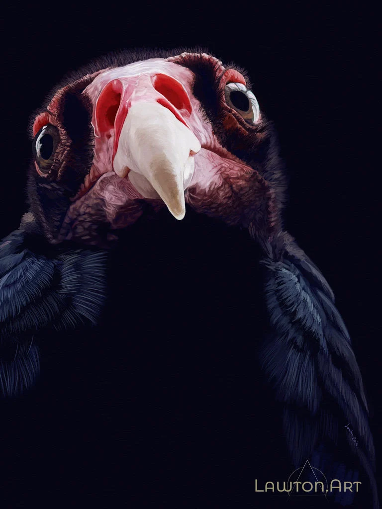 Turkey vulture