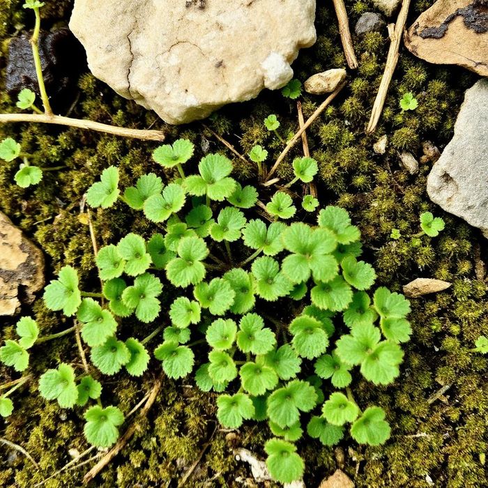 Ivy sundew castellano