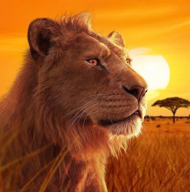 Mufasa (Aaron Pierre) (Mufasa The Lion King) (2024)