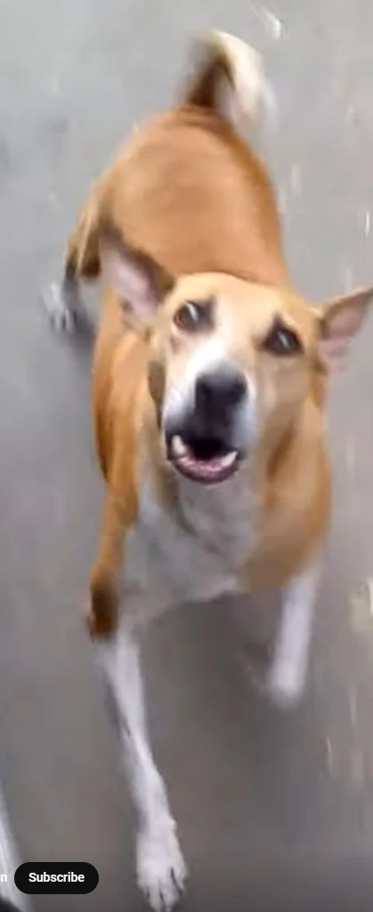 basenji dog breed