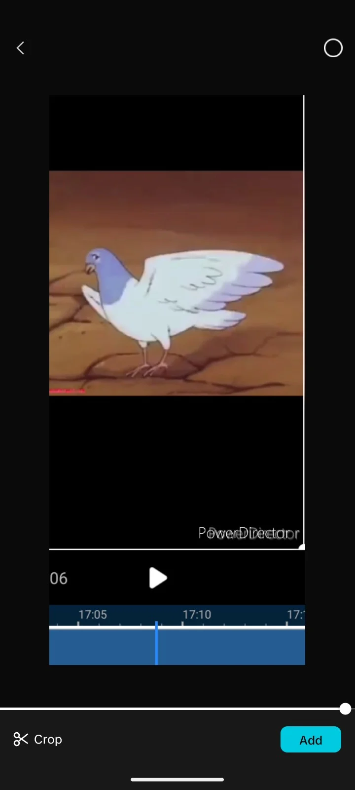 Zamba pigeon 