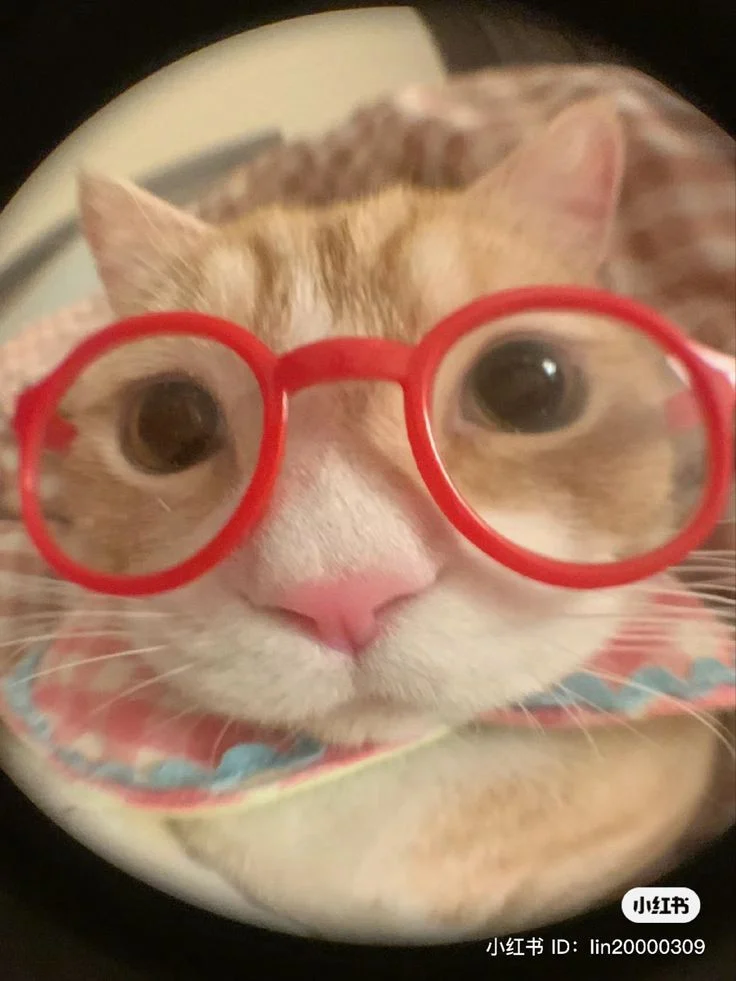 Zuddy Boy v2