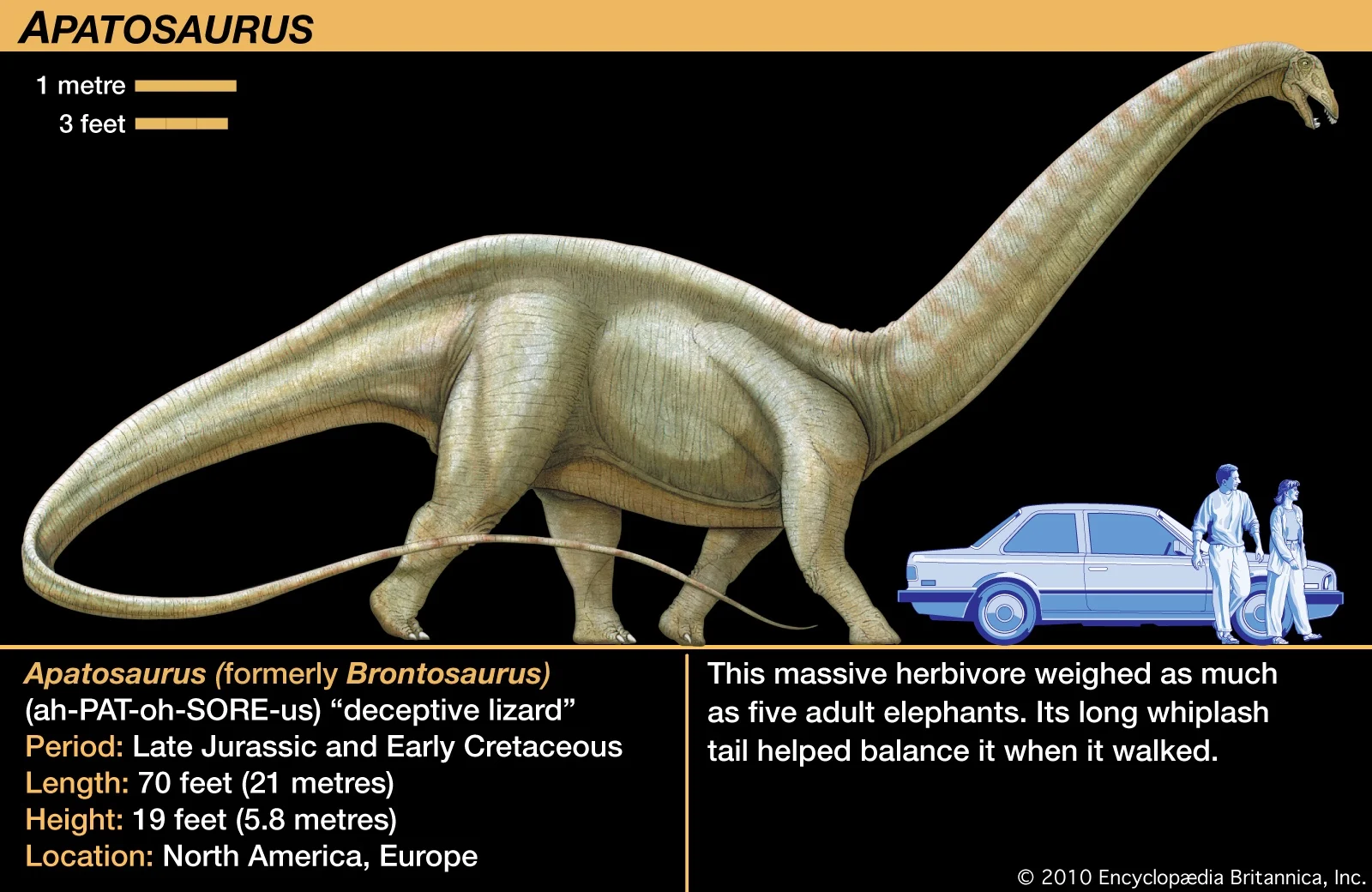 Alan Apatosaurus 