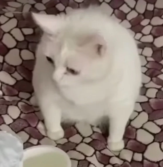 Gag Cat (Meme)