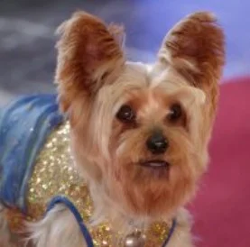 Tiny (Pupstar)
