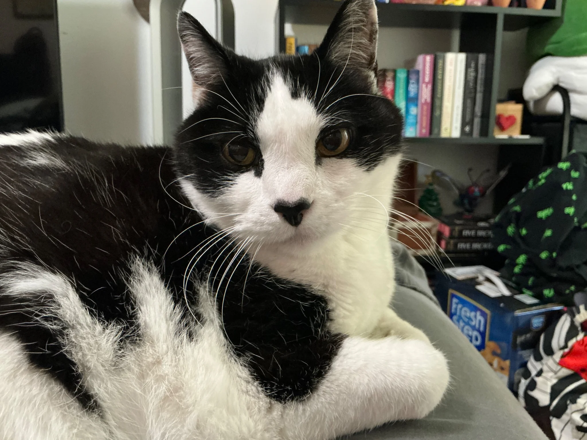 Tom The Cat