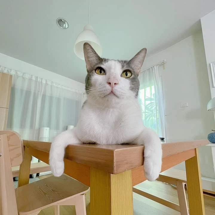 หยงชุน (theycallmemeaow)