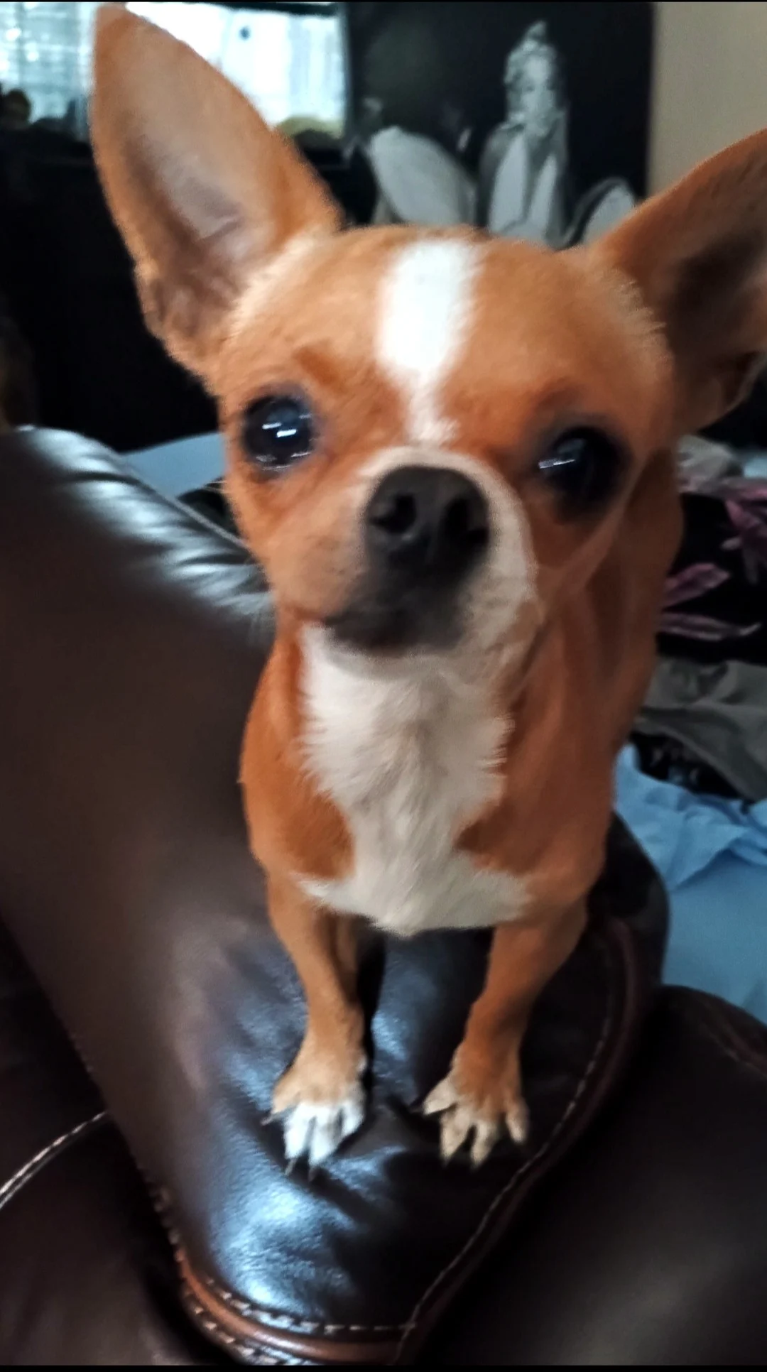 Jofish the chihuahua