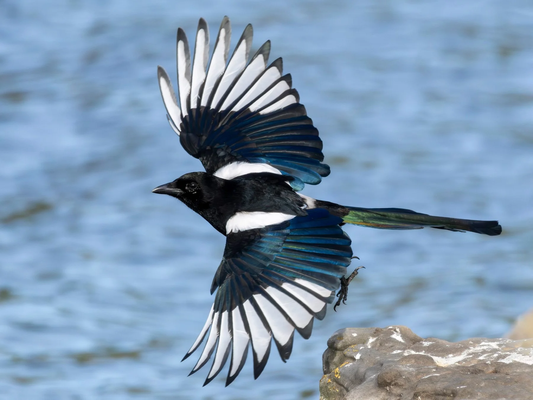 Bird - Magpie - Eurasian - "Vox"