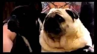 The Batman Pug
