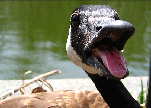 literally a goose