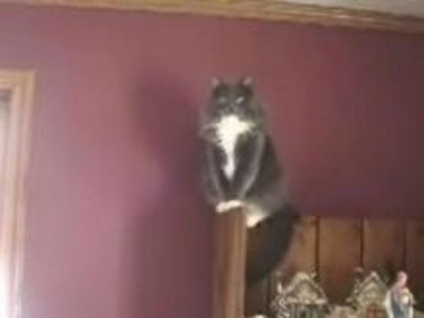 Screaming Cat Guy