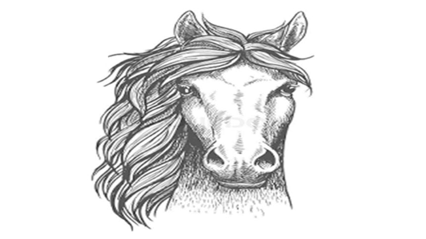 Literally a Horse