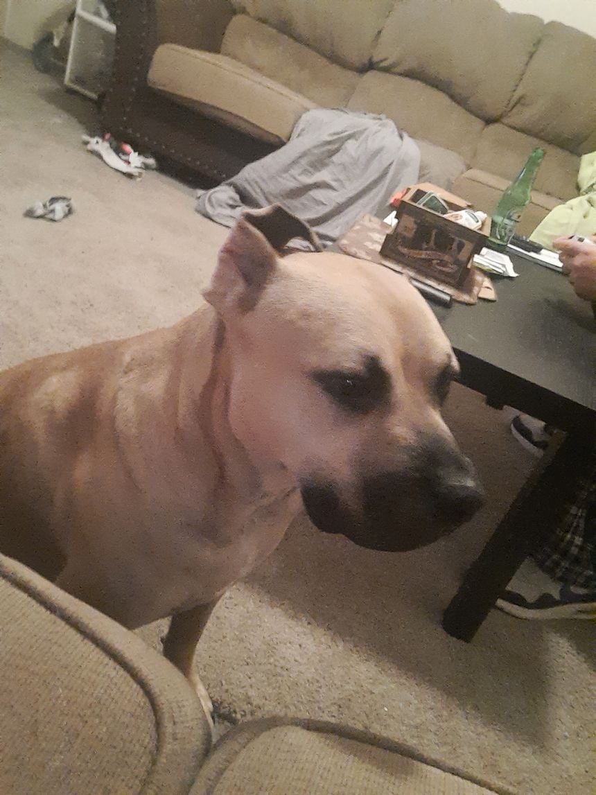 Marvin (My Pet Dog)