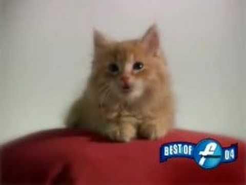 Whiskers, The Kitten Who Can Name Fruit