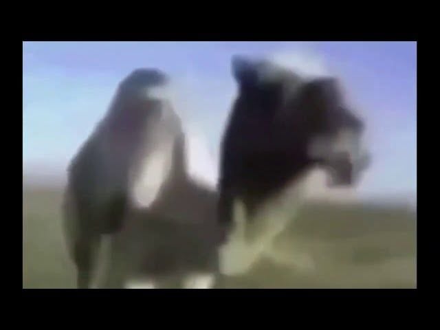 Torigadi Cinderi diyen Hindistanlı adam